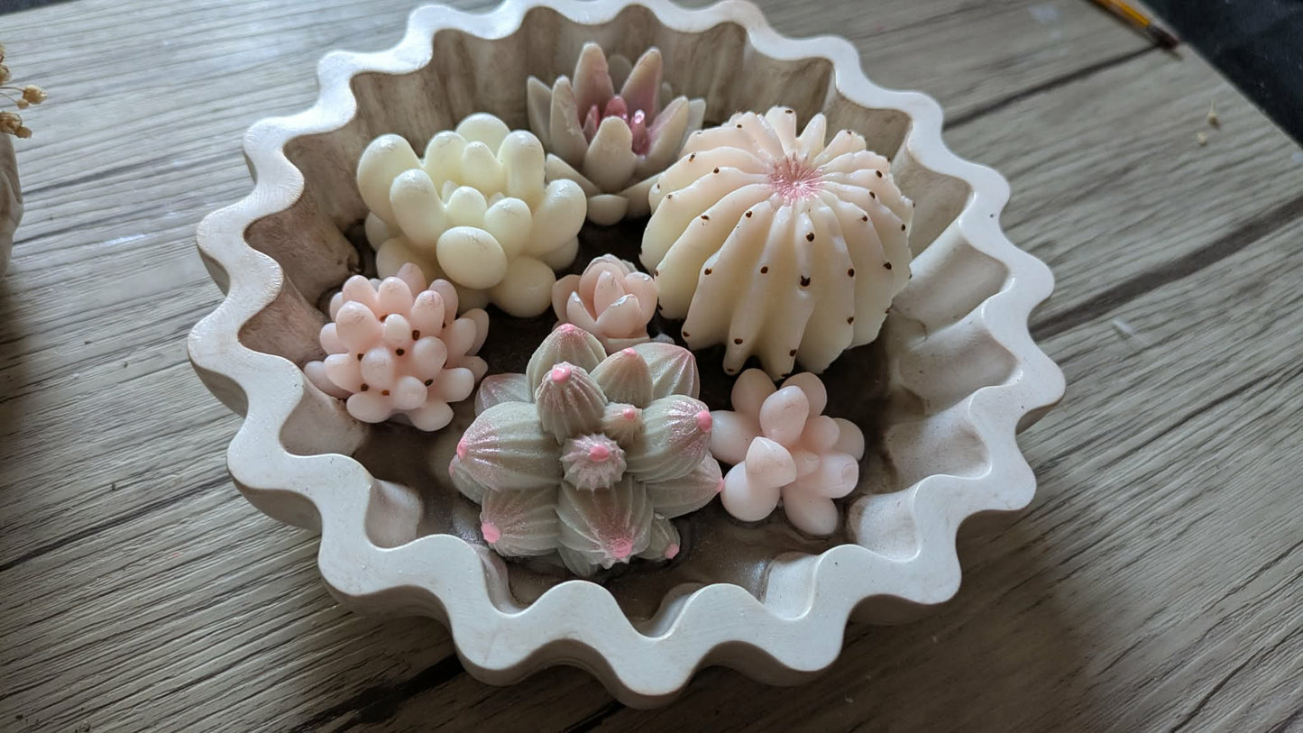 Terrarium de cactus