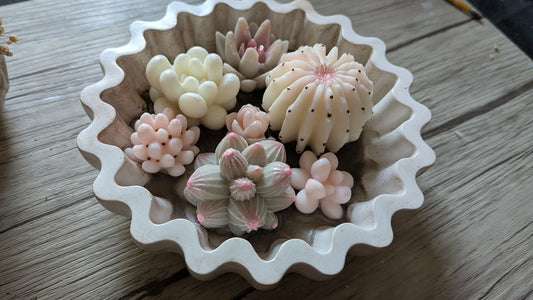 Terrarium de cactus